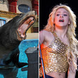 ¡¡Shakira fue atacada por un león marino!!