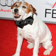 Uggie, en la alfombra roja Uggie, en la alfombra roja