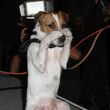 ¡Uggie tendrá su propia biografía! ¡Uggie tendrá su propia biografía!