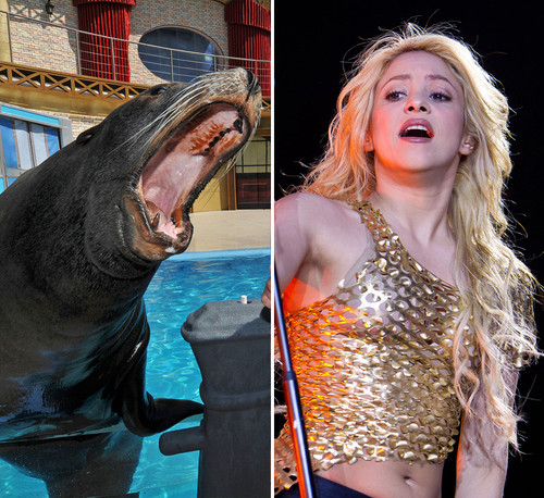 Shakira, Gerard Piqué - ¡¡Shakira fue atacada por un león marino!!