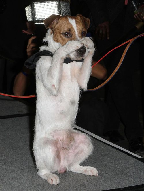 Uggie, George Clooney, Jessica Simpson, Reese Witherspoon - ¡Uggie tendrá su propia biografía! Uggie, George Clooney, Jessica Simpson, Reese Witherspoon - ¡Uggie tendrá su propia biografía!